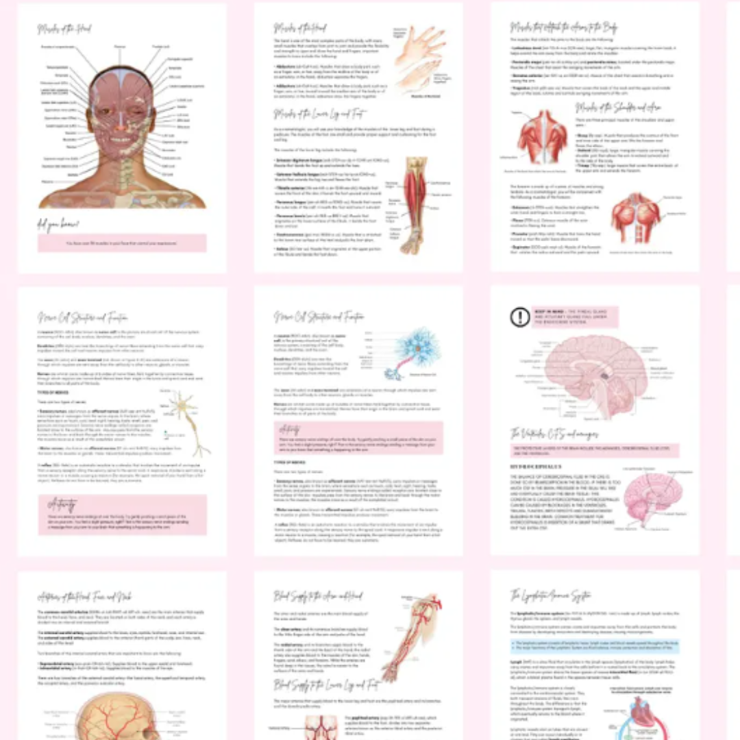 Anatomy & Physiology Student Handbook + Course