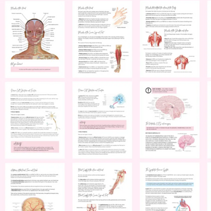 Anatomy & Physiology Student Handbook + Course