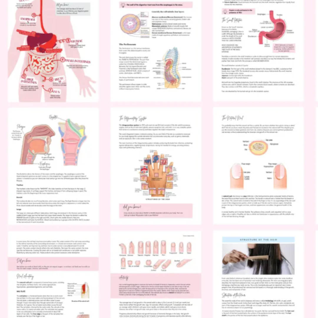 Anatomy & Physiology Student Handbook + Course
