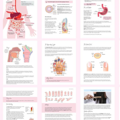 Anatomy & Physiology Student Handbook + Course