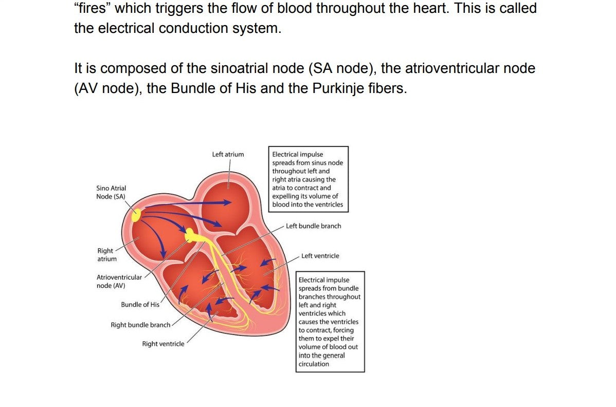 Understanding EKGs Guide